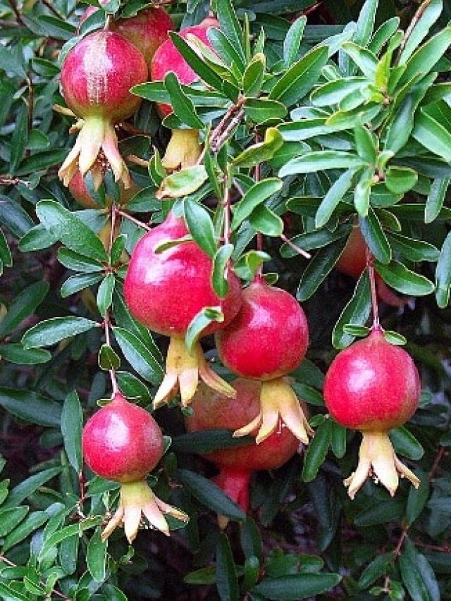 টবেই হবে লাল টুকটুকে থোকা থোকা ডালিম, শুধু মানতে হবে এই নিয়ম