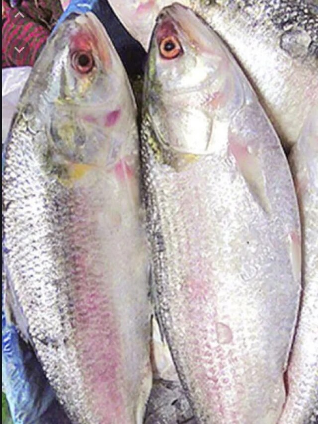 ক'দিন পর আর পাবেন না, বাড়িতে ইলিশ এভাবে রাখলে সারা বছর খাবেন