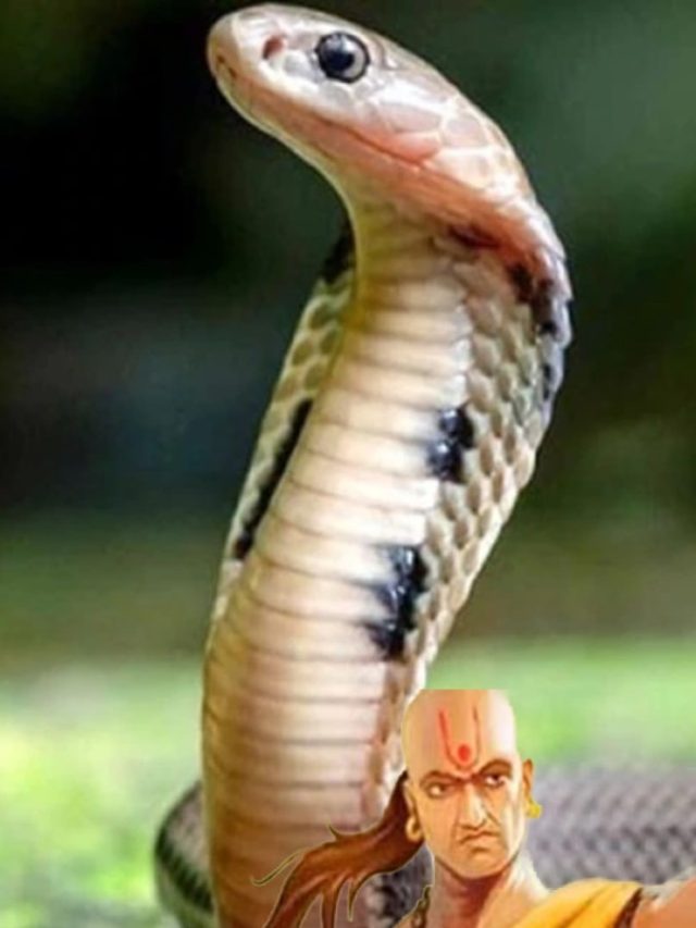 সাপের এই গুণ রপ্ত করলেই চরম সুখ, বলেছেন চাণক্য