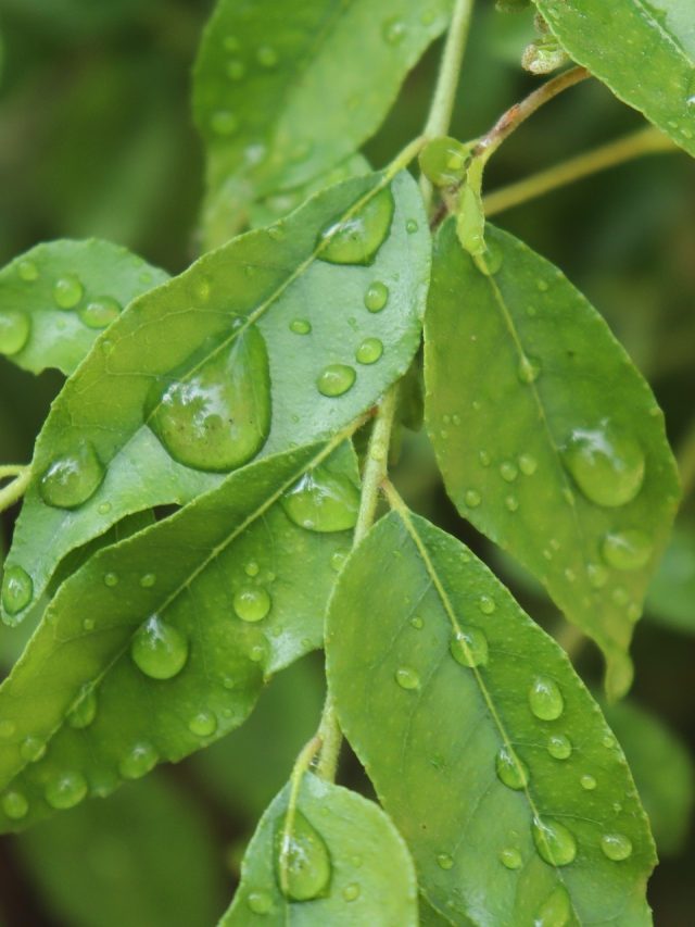 শুকিয়ে যাওয়া কারি পাতা হবে সুন্দর! ২ টাকার সার যথেষ্ট