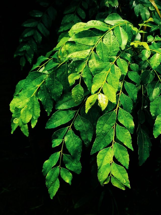 রান্নাঘরের কালো বাসন চকচকে-দাগমুক্ত হবে, শুধু লাগবে কয়েকটা এই পাতা