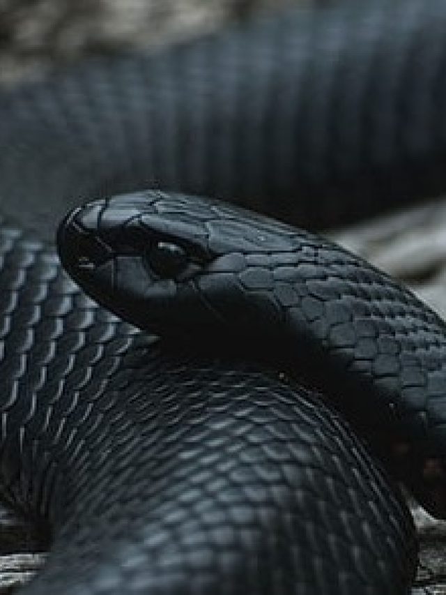 বাড়ির আশপাশে বাসা বেঁধেছে সাপ, কীভাবে বুঝবেন