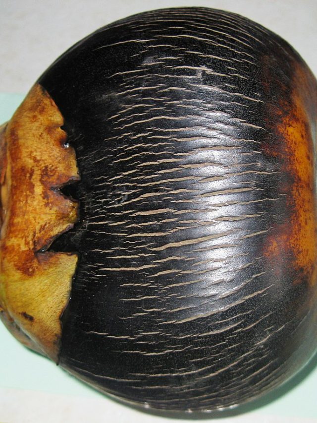 বড়া মিষ্টি হবেই, তাল কেনার আগে দেখে নিন এগুলো