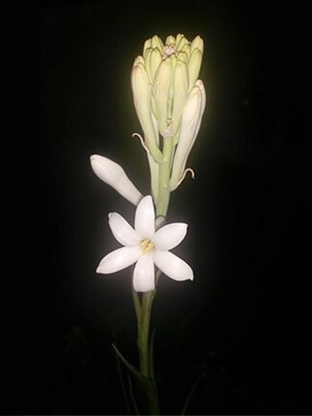 বাড়ি ম ম করবে রজনীগন্ধার সুগন্ধে, মাত্র একটি পাত্রেই বাড়িতে চাষ করুন