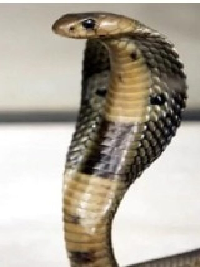 শুধু এই পাতা রেখে দিন, সাপ আর ঘরে ঢুকবে না