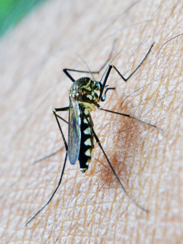 রাসায়নিক স্প্রেতে ব্যাপক ক্ষতি, এভাবে ঘরোয়া উপায়ে তাড়ান মশা