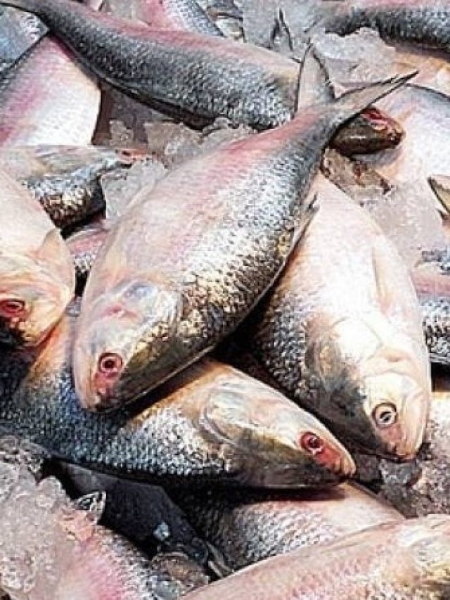 পাকিস্তানেও প্রিয় মাছ ইলিশ, কী নামে ডাকা হয় জানেন?