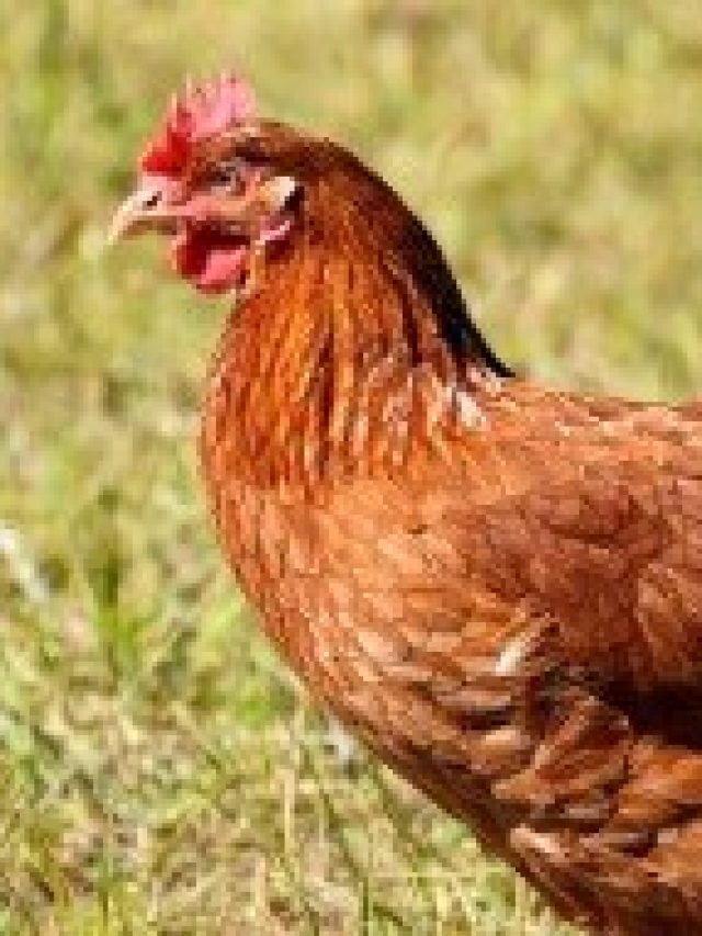 মুরগির এই গুণ রপ্ত করলেই রাতারাতি সাফল্য, বলেছেন চাণক্য