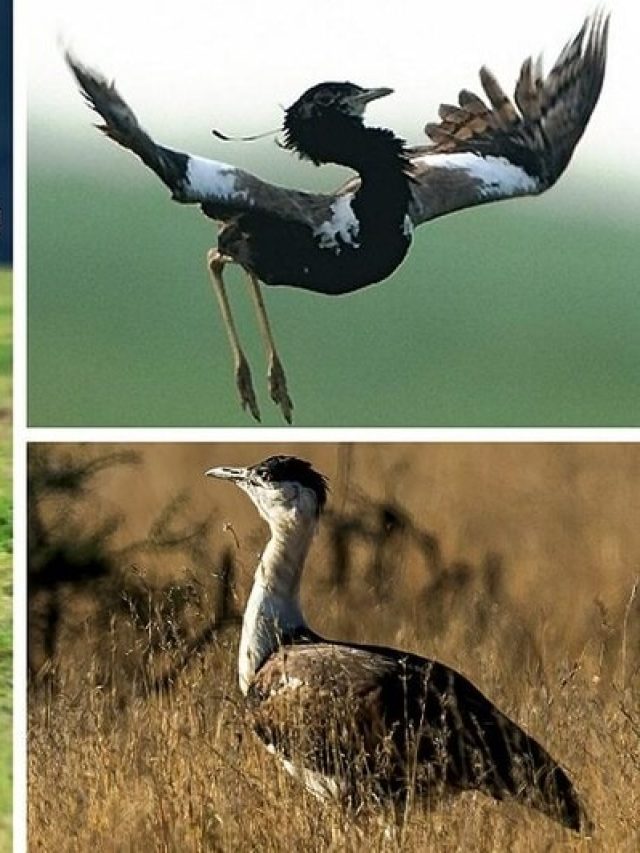 এই প্রাণিগুলির ছবি বাড়িতে আছে? হু হু করে টাকা আসে