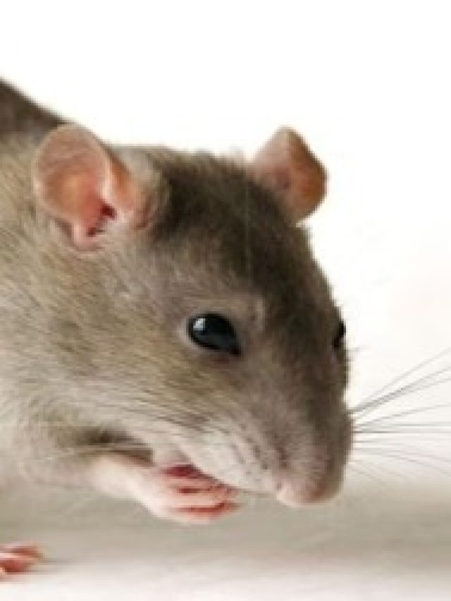 শুধু রাখুন এই মশলা, ঘর থেকে পাঁই পাঁই করে পালাবে ইঁদুর,  আর আসবে না