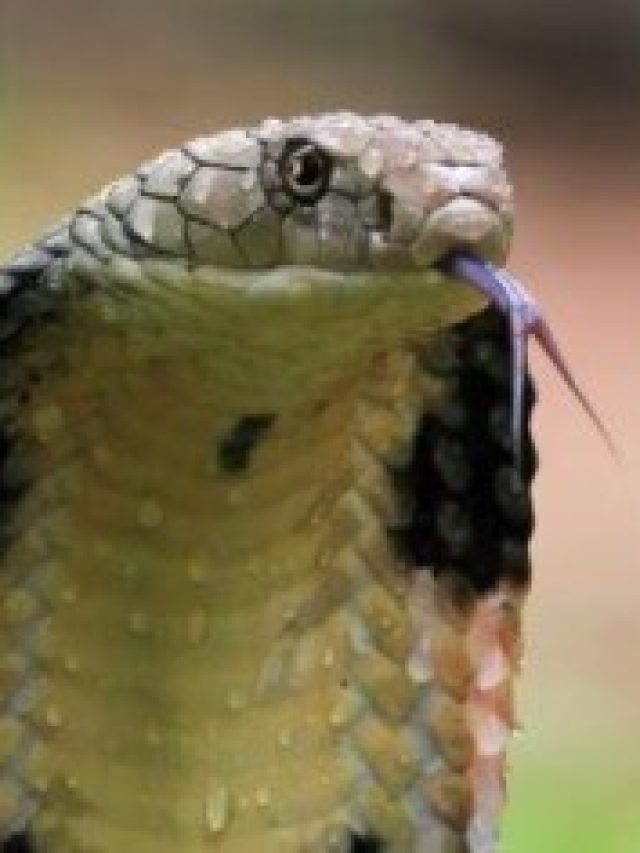 সাপ আর ঘরে ঢুকবে না, শুধু রেখে দিন এই পাতা