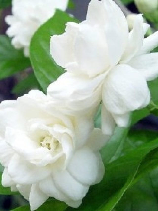 জুঁই ফুলে ভরে  যাবে ঘরের টব,  শুধু মেশান এই ফলের খোসা