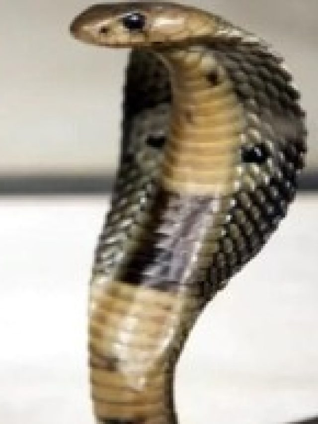 সাপের এই বিশেষ গুণ রপ্ত করলেই সুখ-সাফল্য, বলছে চাণক্যনীতি