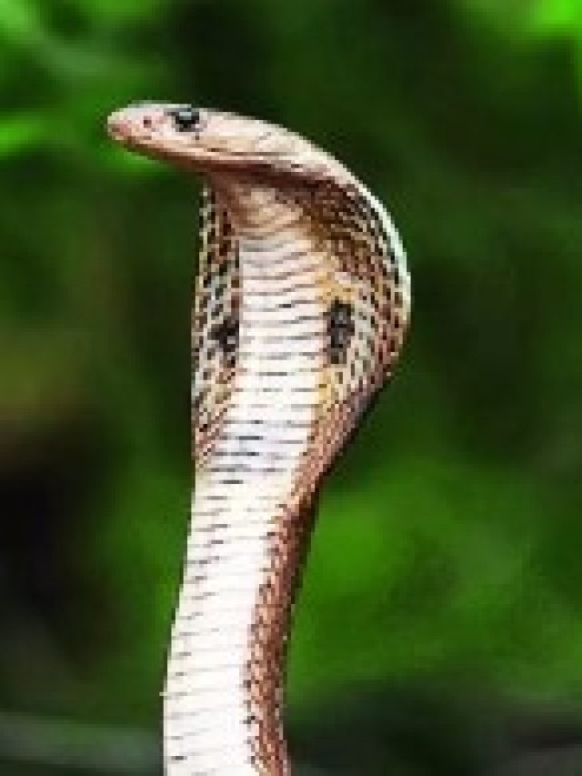 ঘরে এই সাপ ঢুকলে অর্থলাভ হবে, চরম সুখ আসবে