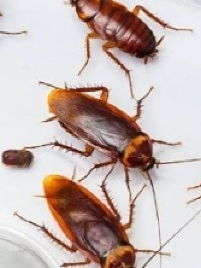 এই মশলা শুধু রেখে দিন, পাঁই পাঁই করে পালাবে আরশোলা, আর ঘরে ঢুকবে না