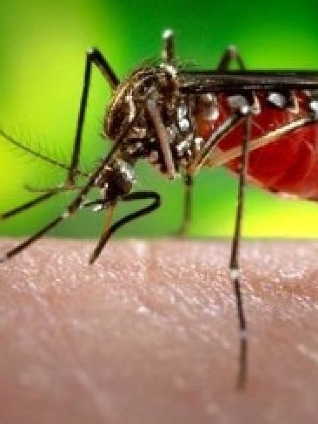 শুধু এই ফুল রেখে দিন, সাঁই সাঁই করে পালাবে মশা-মাছি, ঘরে ঢুকবে না আর