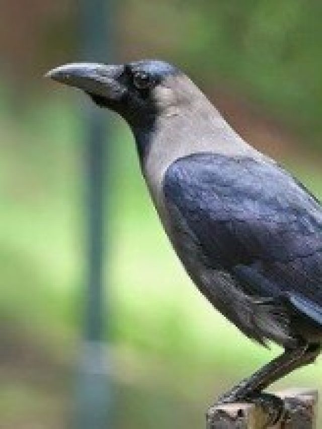 কাক এই কাজ  করলেই ঘরে উপচে পড়বে টাকা