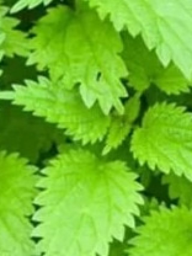 বিছুটি পাতা এভাবে খান, বুড়ো বয়সেও শক্তি পাবেন, এসব সুখ মিলবে