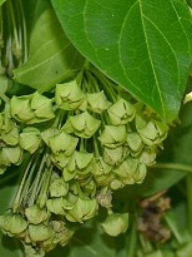 পুরুষত্ব লোহার মতো  টেকসই হবে, শুধু খেতে হবে এই ফুল