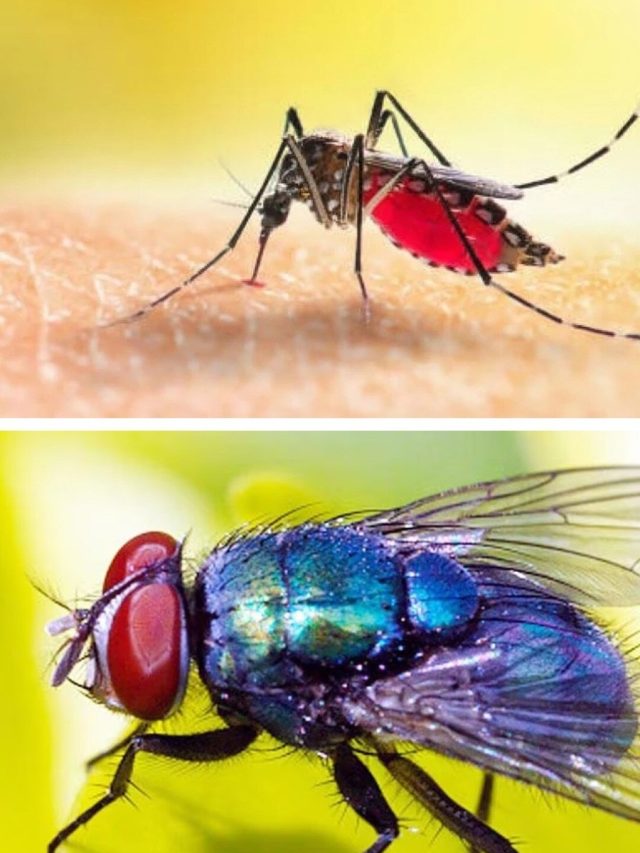 বাড়ির ধারে কাছে ঘেঁষবে না মশাা-মাছি থেকে পোকামাকড়, এভাবে করুন খেলা শেষ