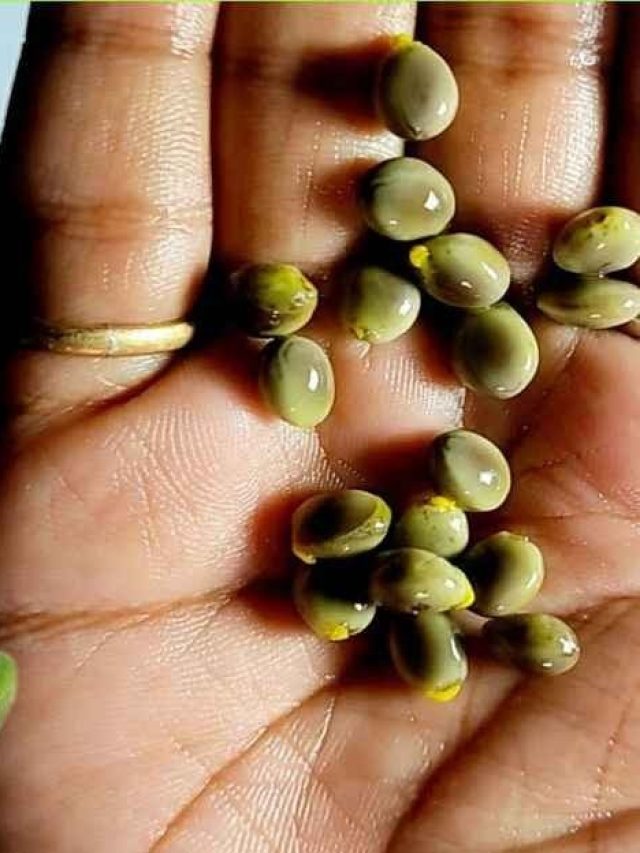 এই সবজির আসল গুন বীজেই; অনেকে না জেনে ফেলেই দেন