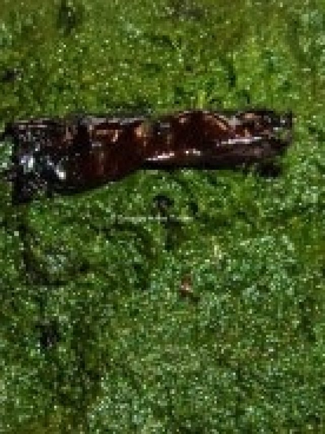 পুরুষত্ব বেড়ে যাবে দ্বিগুণ, খেতে হবে এই শাকের ভর্তা