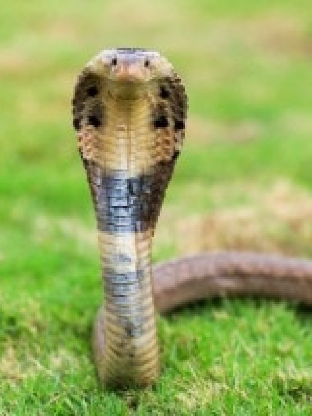 সাপেরও চুল গজায় নাকি, জানলে  চমকে যাবেন