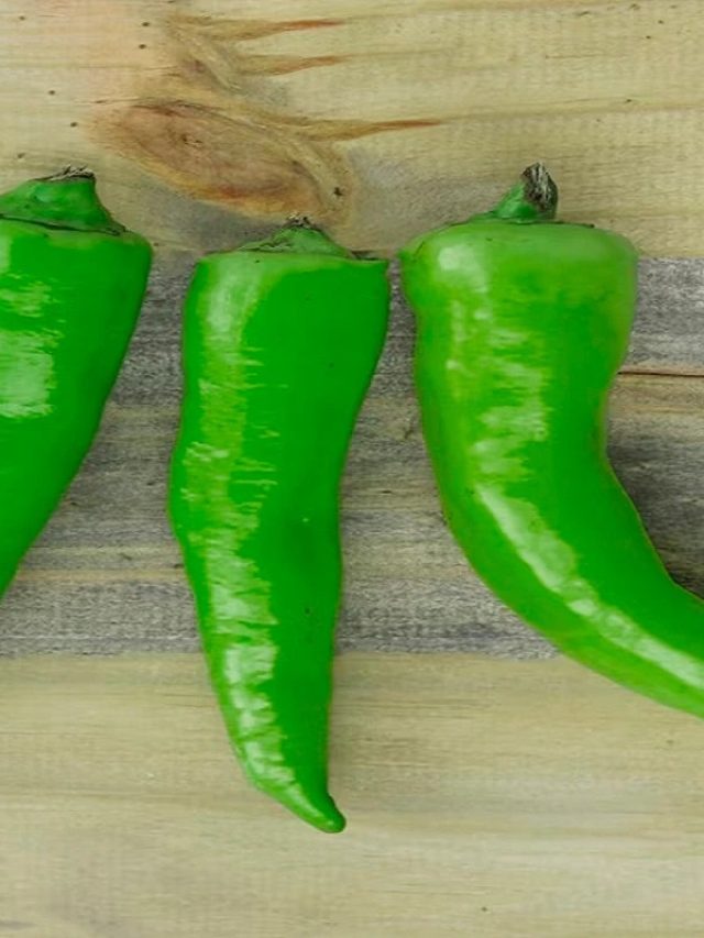 এই মাটি দিতে হবে শুধু, তাতেই ইয়া  বড় বড় লঙ্কা হবে  ঘরের টবে