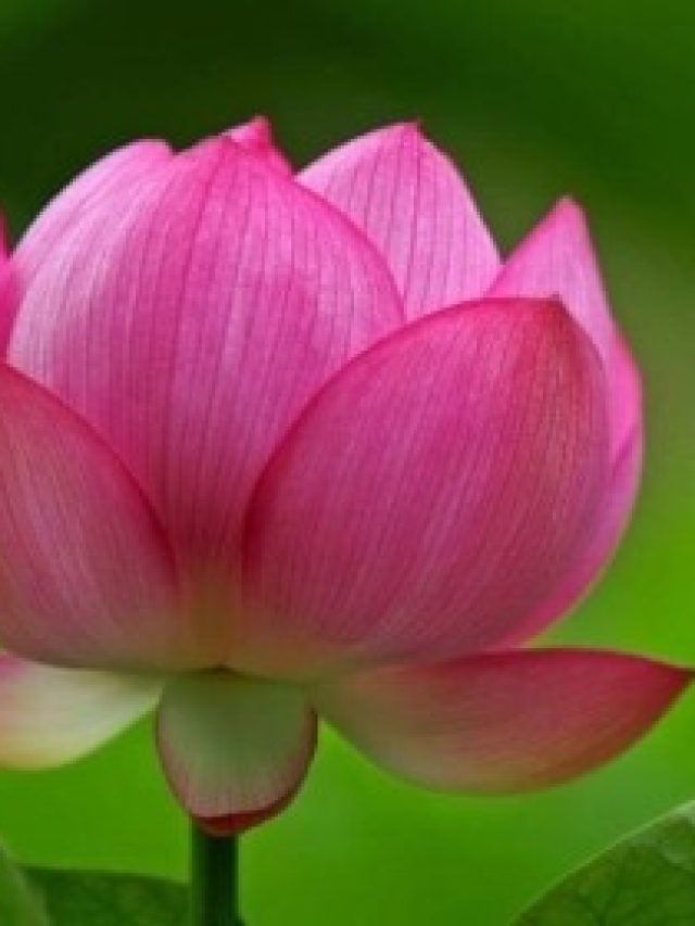 ঘরের টবেই পদ্ম ফুল ফুটবে, শুধু দিতে হবে এই সার