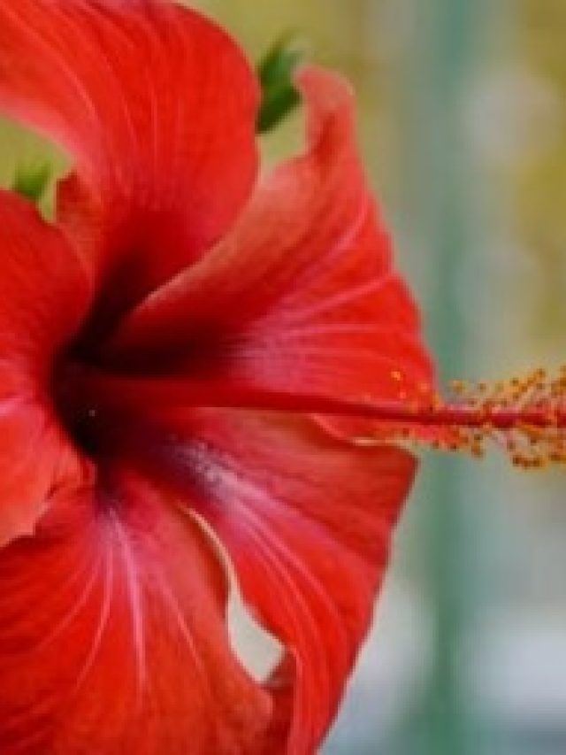 শুধু এই গুঁড়ো দিন, ঘরে জবা ফুলের চাষ হবে