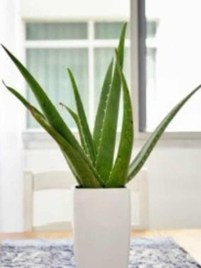 অ্যালোভেরা গাছ শুধু এদিকে রাখতে হবে, তা হলেই রাজসুখ, টাকা আসতেই থাকবে