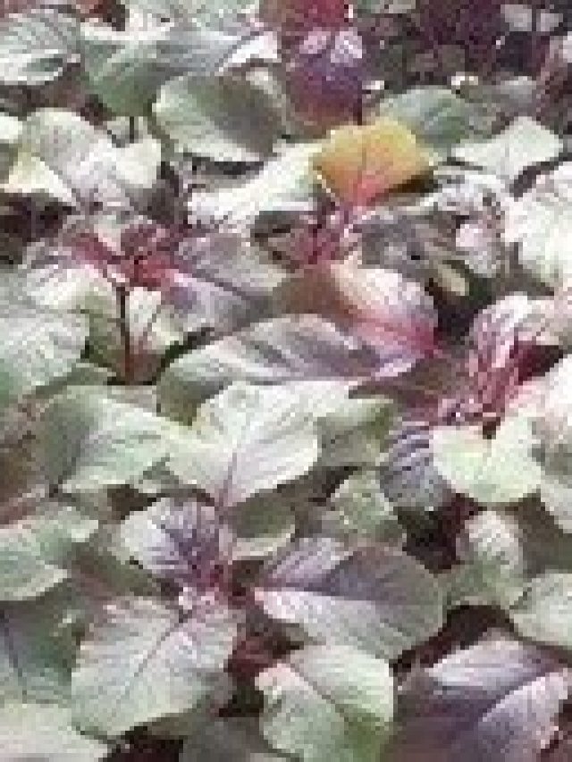 সুগার একদম হাতের মুঠোয় থাকবে, শুধু পাতে রাখুন সস্তার এই শাক