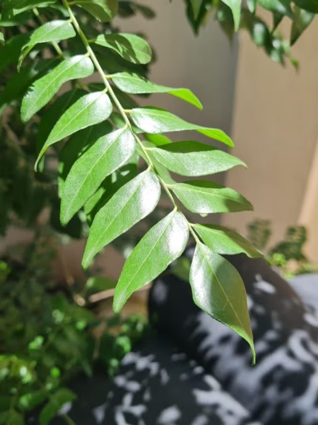 খালি পেটে ৪-৫ টা পাতা চিবিয়ে ফেলুন, শরীর মুচড়ে মেদ ঝরাবে