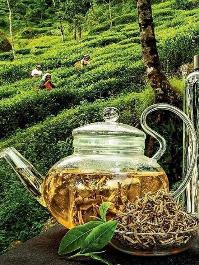 দার্জিলিং চা কীভাবে বানাবেন? সঠিক না জানলে স্বাদ খুলবে না