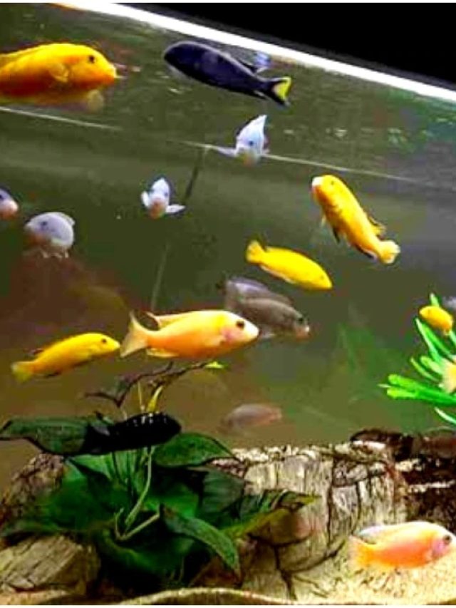 সংসারে শান্তি ফেরাবে মাছের অ্যাকোরিয়াম, কোন দিকে রাখবেন?