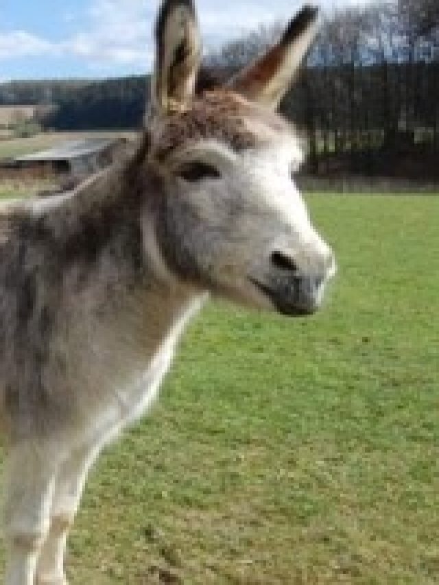 বোকাদের এই কারণেই গাধা বলা হয়, জানুন কারণ