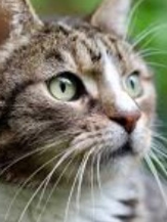 বিড়ালকে বাঘের মাসি বলা হয় কী জন্য? সত্যিটা  অনেকেই জানেন না