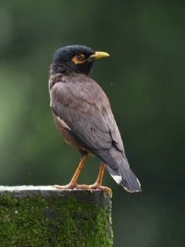 পাখির পায়খানা শরীরের এই অংশে পড়লেই ধনলাভ, আসবে রাজসুখ