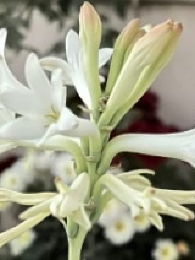 ঘরের এই কোণে রজনীগন্ধা গাছ রাখলেই সুখ, টাকা আসতেই থাকবে