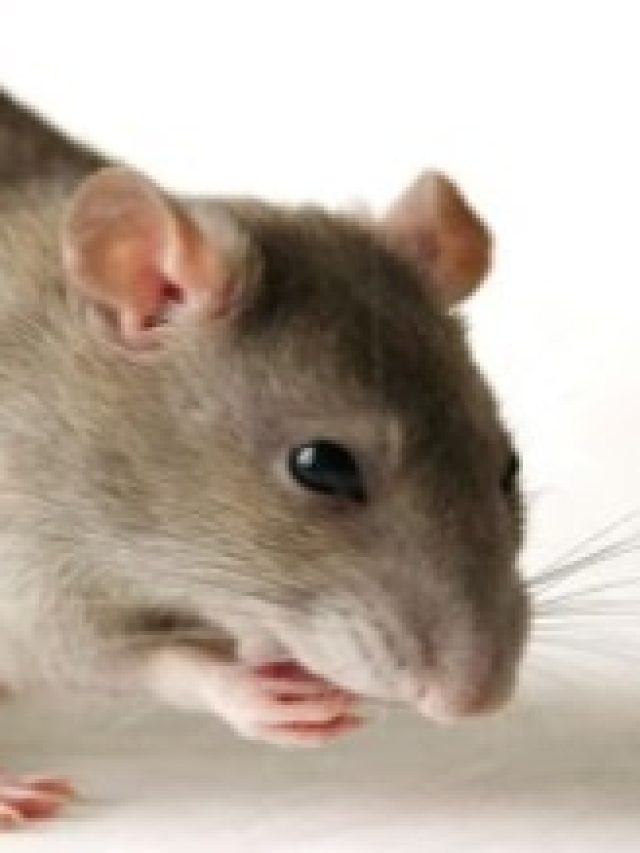 শুধু এই মশলা রেখে দিন, ঘর থেকে পাঁই পাঁই করে পালাবে ইঁদুর