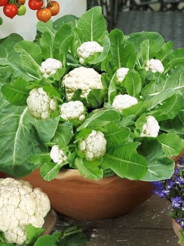 বাজারের বিস্বাদ  কপি নয়, বাড়িতে এভাবে শয়ে শয়ে ফুলকপি ফলান