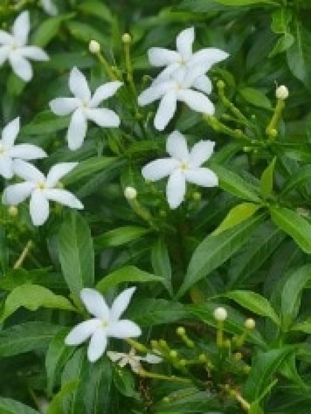 এই গুঁড়ো শুধু দিতে হবে, তাতেই ঘরের টবে ঝাঁকে ঝাঁকে হবে টগর ফুল