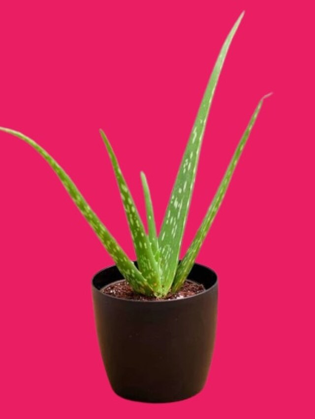 বাড়ির ঠিক এদিকে অ্যালোভেরা গাছ রাখলেই হাতে টাকা আসবে