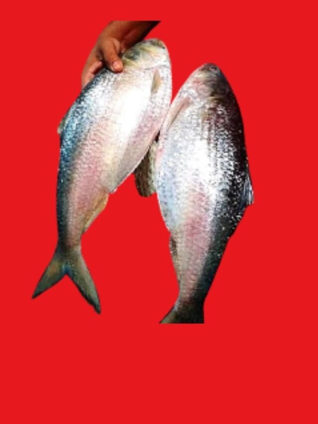 কত সাইজের ইলিশ সবচেয়ে সুস্বাদু হয়? সত্যিটা জানুন