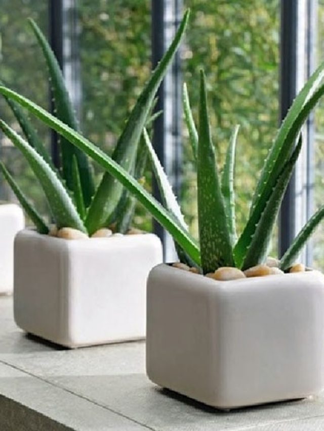 মাটিতে মেশান এক চিমটে, বারান্দার টবেই হবে ঝাঁকড়া অ্যালোভেরা গাছ