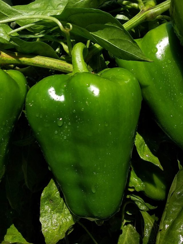 খরচা নেই, বাড়ির গামলাতেই হবে কেজি কেজি ক্যাপসিকাম; চাষের পদ্ধতি