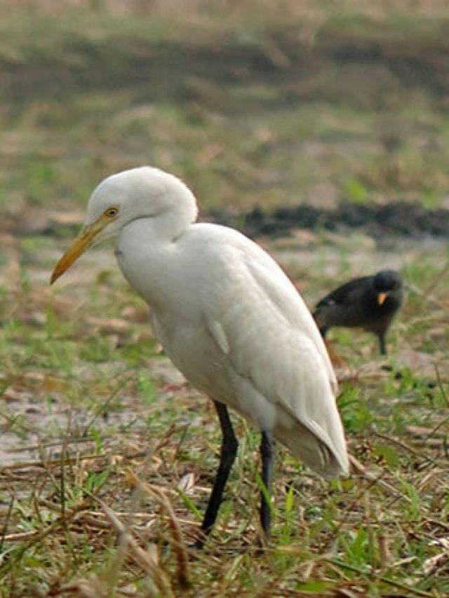 বক পাখির এই গুণ শিখে নিন, সফলতা আসতে বাধ্য, বলছেন চাণক্য