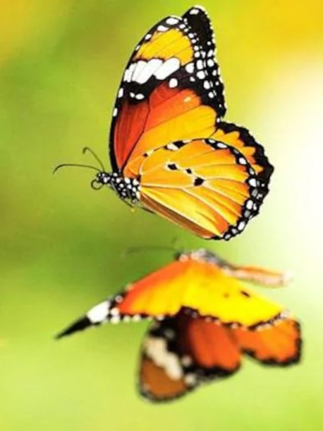 গায়ে প্রজাপতি বসলে কি সত্যি তাড়াতাড়ি বিয়ের ফুল ফোটে?