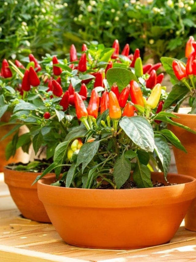 বারান্দাতেই হবে ঝাল লঙ্কার গাছ, একবার লাগালে বছরভর পাবেন লঙ্কা