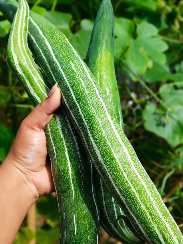 চিচিঙ্গাকে ইংরাজিতে কী বলে জানেন? অনেকেই বলতে পারবেন না